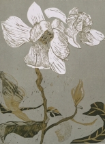 Magnolia biala II, internet.jpg